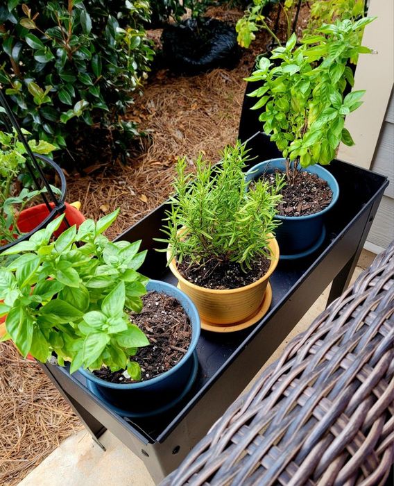 blue and yellow plant pots filled with greenery