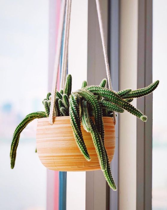 A hanging planter featuring a trailing cactus.