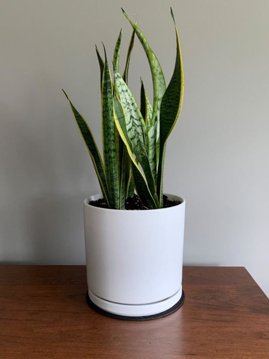 reviewer's simple white planter with a snake plant inside