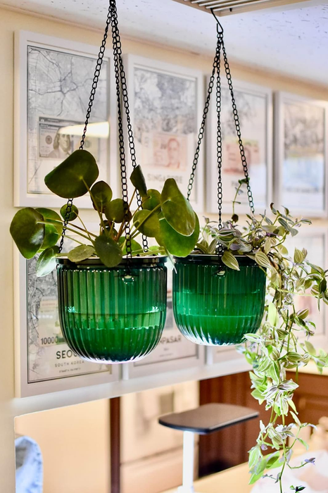 Two hanging green ribbed planters filled with leafy plants, set in an indoor space with framed artwork in the background.