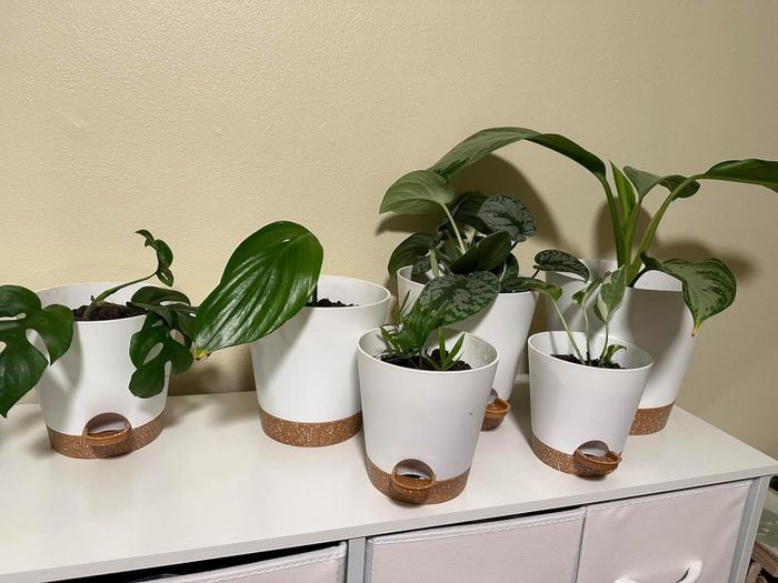 six white self-watering planters displayed on a shelf, each holding different plants