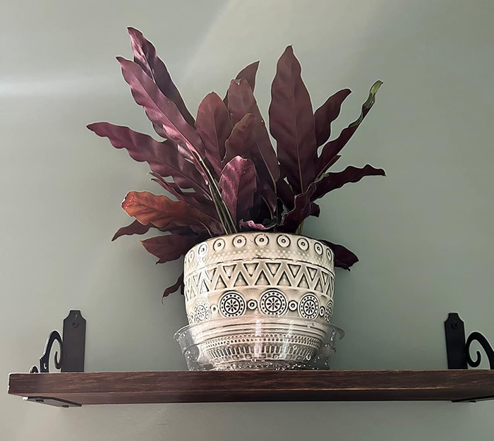 ceramic planter displayed on a shelf with a vibrant purple leafy plant inside
