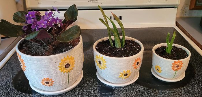 three different-sized sunflower-painted pots, each holding plants