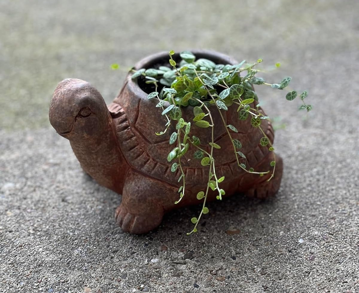 A turtle-shaped planter with trailing greenery, resting on a concrete surface.