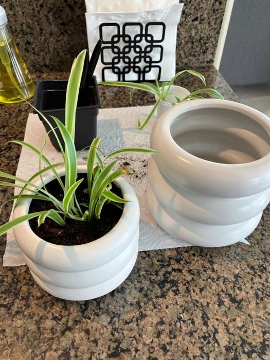 White ceramic planters with spider plants sitting on a kitchen counter, accompanied by a matching empty planter and gardening tools in the background.