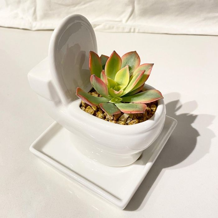 white toilet planter with a succulent inside
