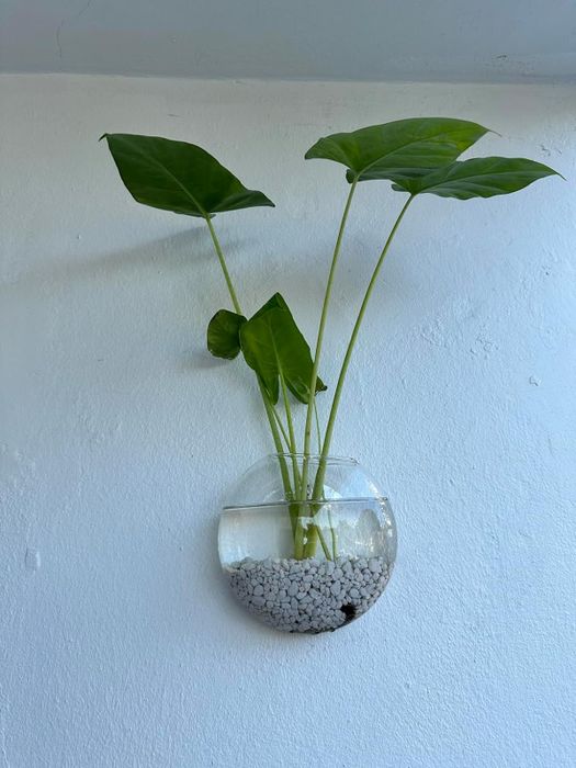 a glass terrarium filled with pebbles, water, and plants