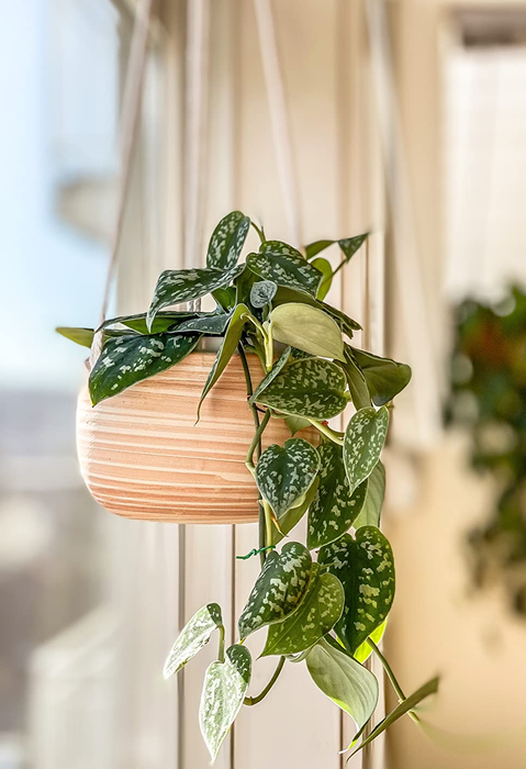 A reviewer's hanging planter in vibrant orange and white.