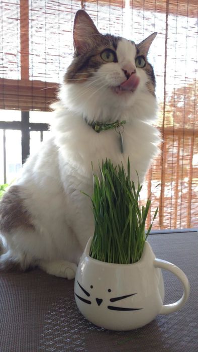 A reviewer displays their cat grass growing inside a cat-shaped mug.