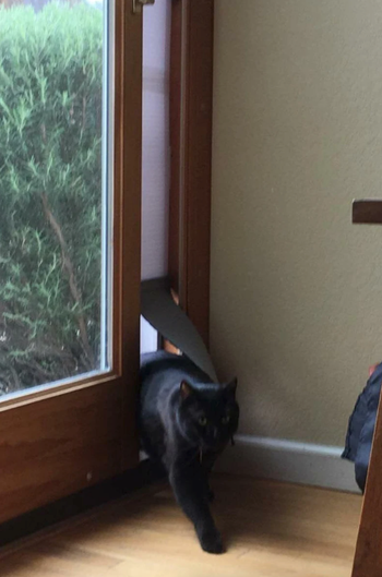 A cat coming through the pop-up pet door