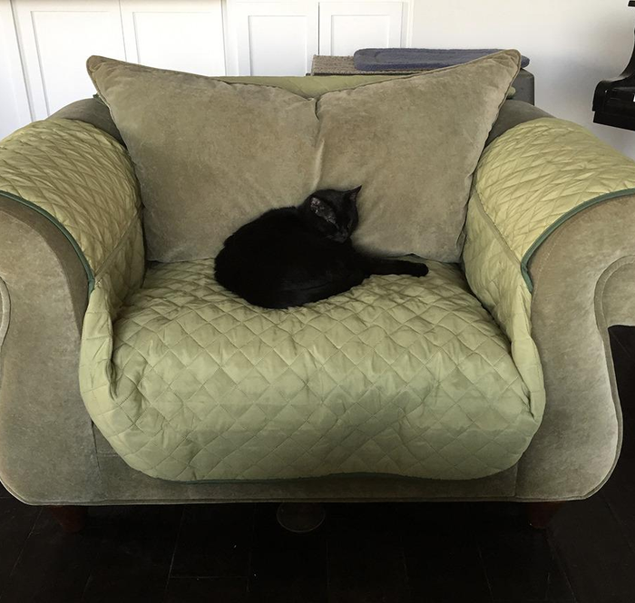 A different reviewer's cat lounging on a green couch cover.