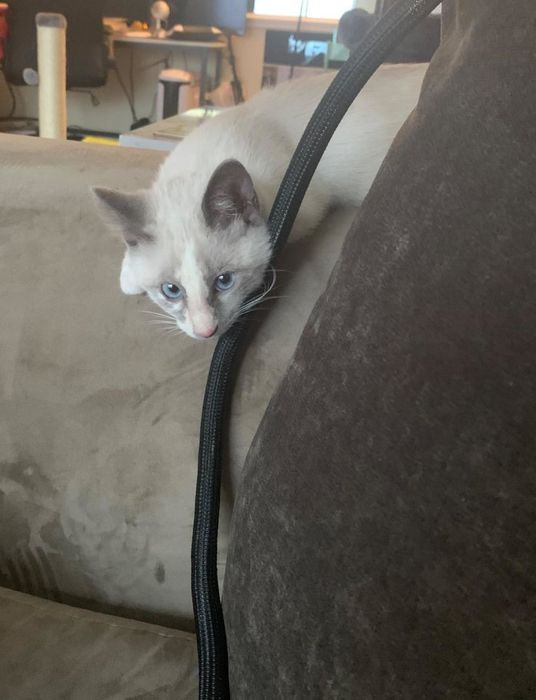 A reviewer's cat sitting beside the cord protector