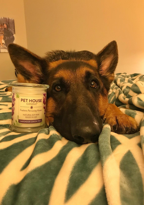 A German Shepherd next to a purple Pet House odor-eliminating candle.