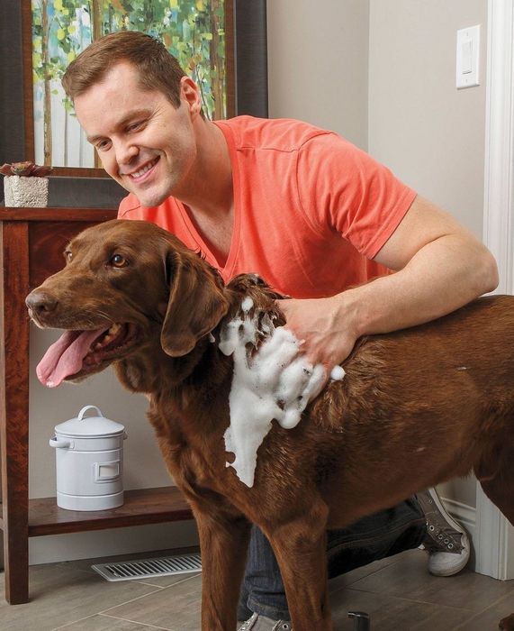 A model applying white shampoo to a brown dog