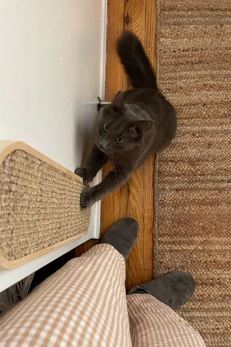 A reviewer's cat enjoying the wall-mounted scratching post.