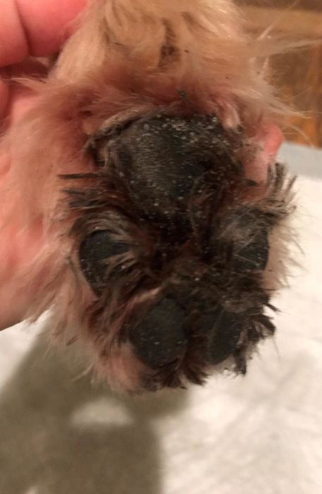 A before picture showing a reviewer's dog with muddy paws