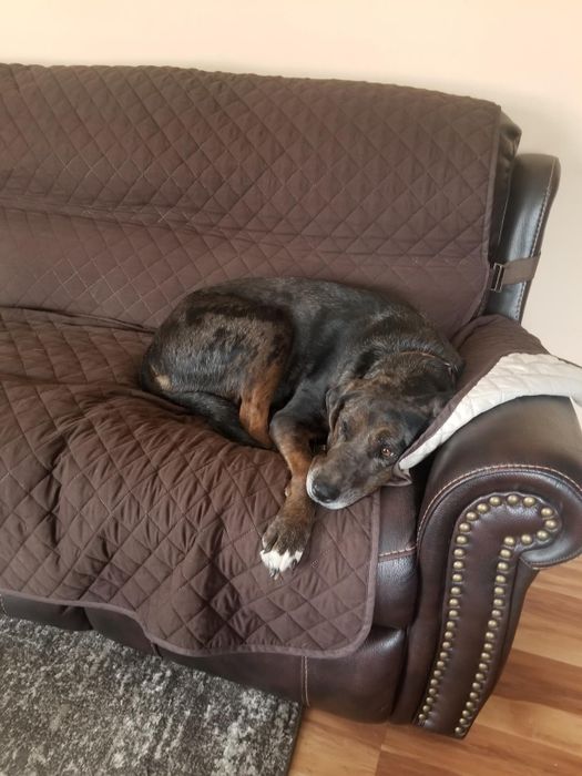 A photo of a reviewer's dog sitting on the brown couch cover.