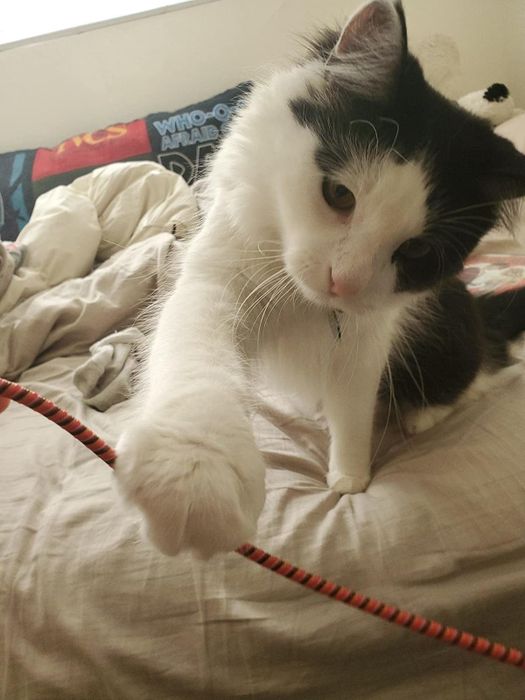 A reviewer’s cat playing with a charger cord covered in a protective sleeve
