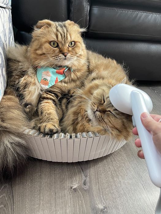 Two cats lying in a bed, with one being groomed using the brush.