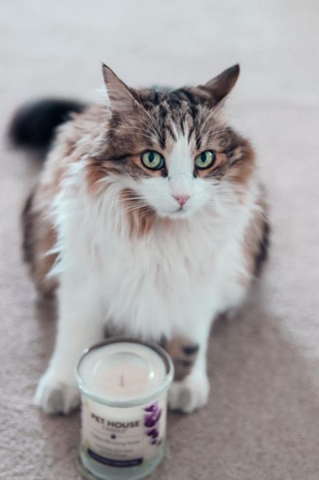 A reviewer's cat sitting beside the jar of a scented candle.
