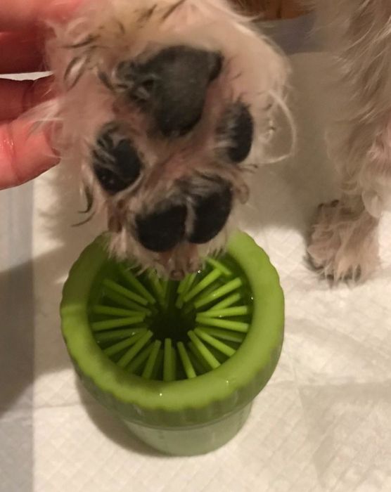 The after shot of a clean paw with the green paw washer below it