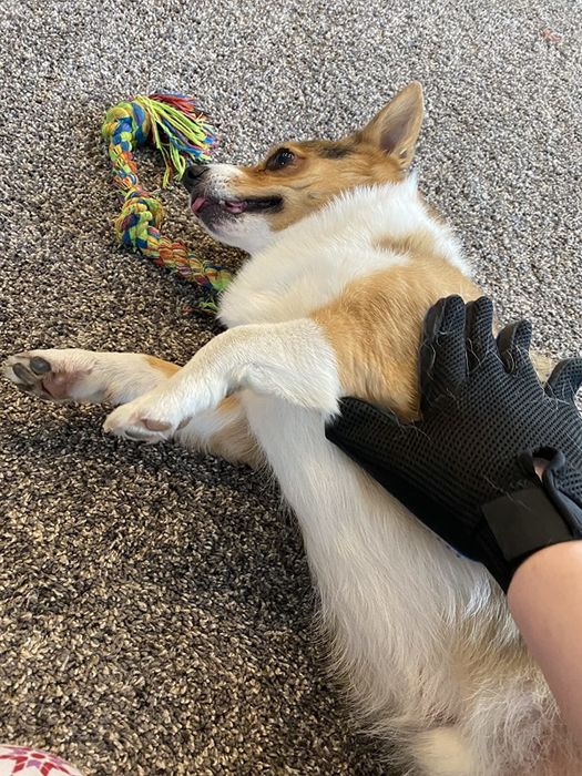 The reviewer is using the glove to gently brush their corgi's fur.