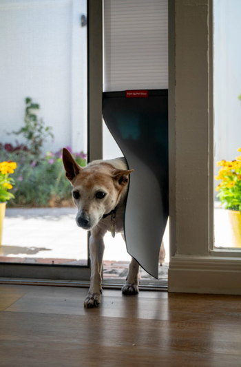 A small dog entering through the pop-up pet door