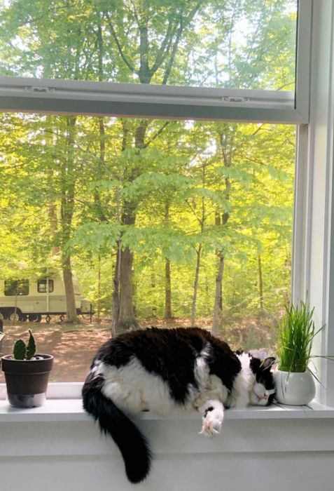 A reviewer shows their cat lying next to a cat grass-filled mug.