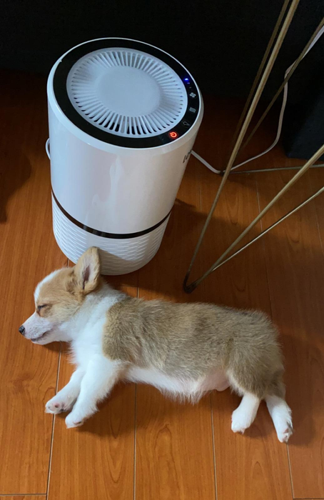 A corgi puppy resting beside the white air purifier.