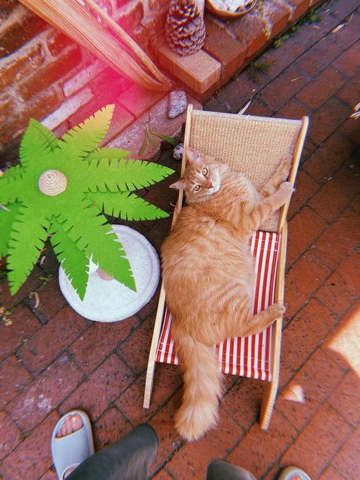 A large orange cat stretching out on a small striped lounge chair beside a palm tree, resting on a brick patio.
