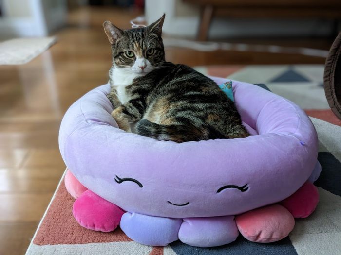 A tabby cat relaxes on a soft, octopus-shaped pet bed with small pillows forming its tentacles, set in a cozy living room.