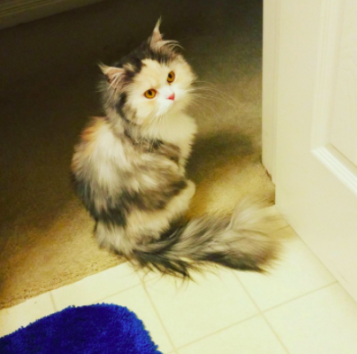 reviewer's image of a well-groomed cat