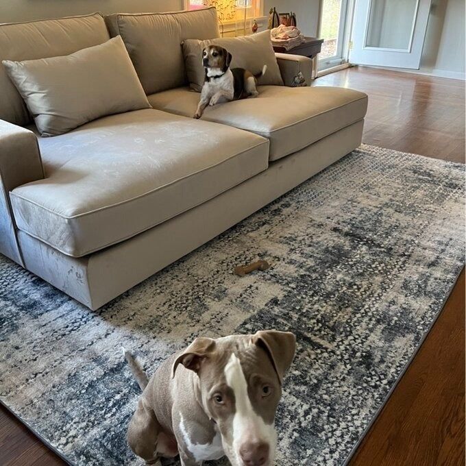 A reviewer shares a photo of their dog lounging on the light gray sofa