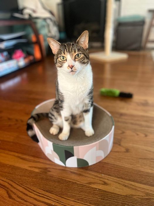 A tabby cat sitting on a modern round cat scratcher in a living room with warm wooden floors.