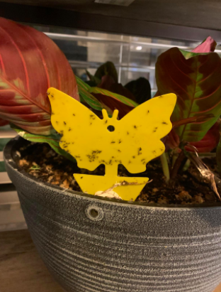 A reviewer's photo of a butterfly-shaped fruit fly trap hanging in a plant