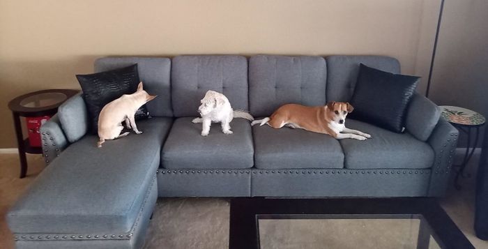 Three small dogs relax on the reviewer's sectional sofa