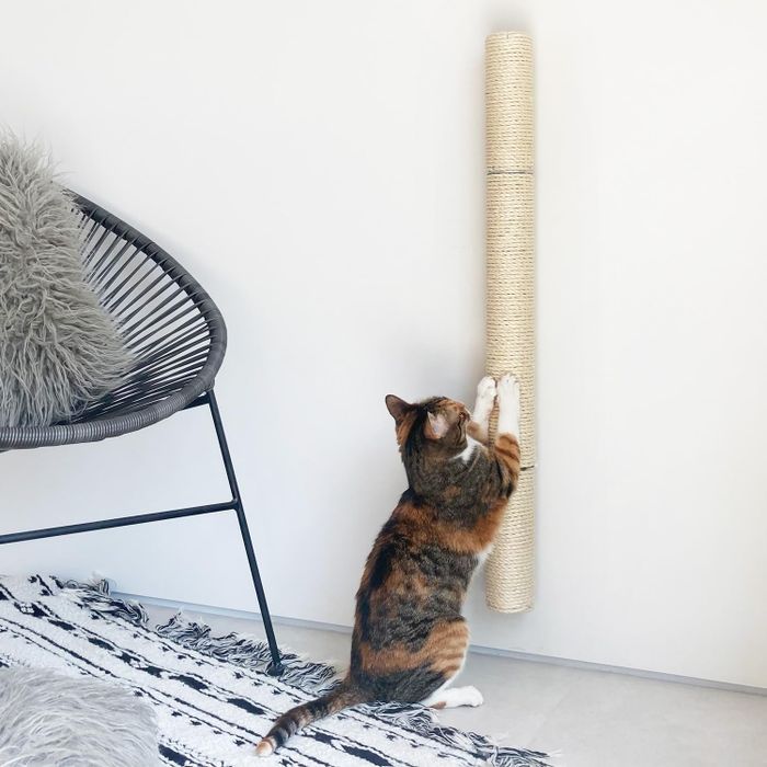 A cat scratches a vertical sisal post mounted to the wall beside a modern chair and a stylish geometric rug.