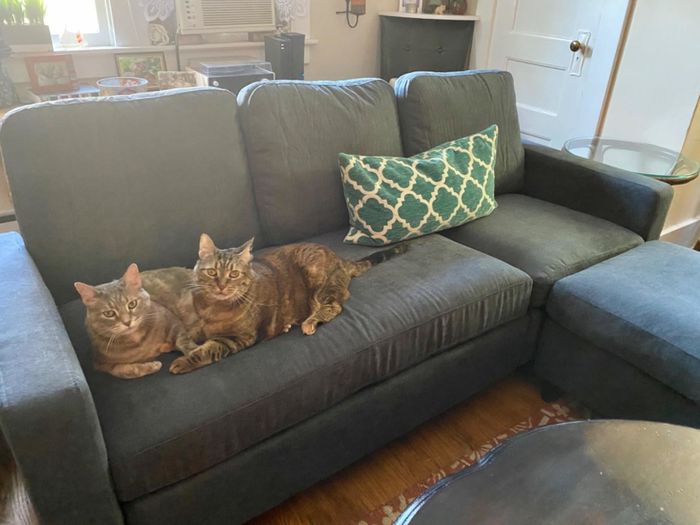 A dark gray sectional with two cats relaxing on it in a cozy living room