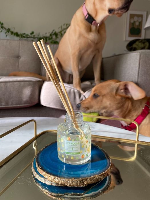 Two dogs inspecting a pet house candle placed on a living room coffee table
