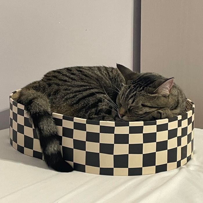 A tabby cat curled up and peacefully sleeping in a checkered round bed.