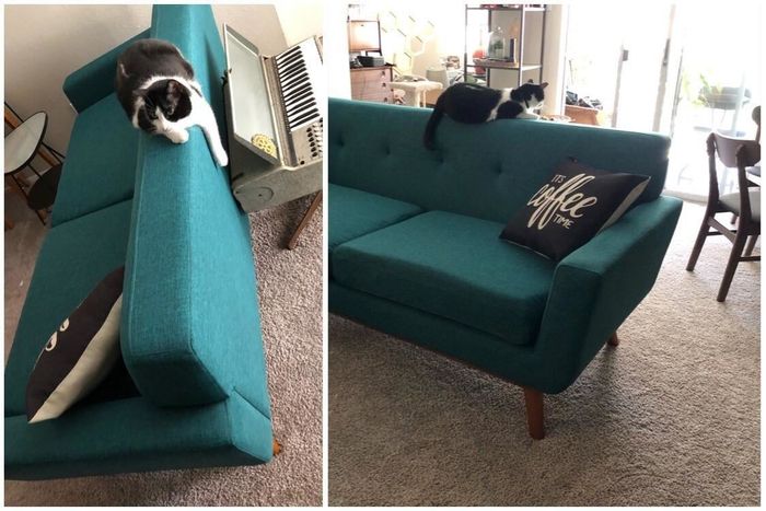 The reviewer’s sofa features a cat lounging comfortably on it