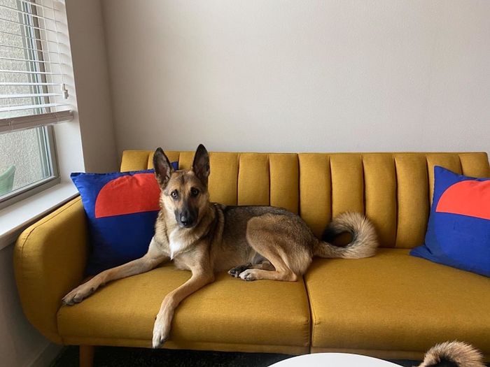 A large dog rests on the reviewer’s mustard-colored sofa