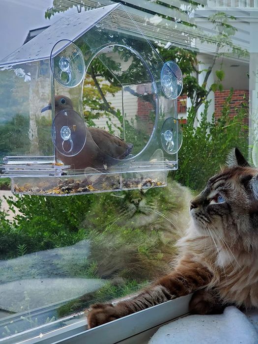 A curious cat watches a bird from inside the birdhouse feeder.