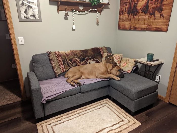 A large dog lounges comfortably on the reviewer’s sofa