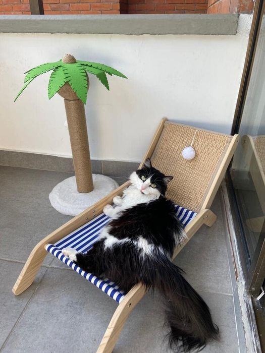 The reviewer’s black and white cat lounging comfortably on a striped lounge chair/scratcher.