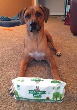 Another reviewer's image of a large dog alongside the pack of wipes
