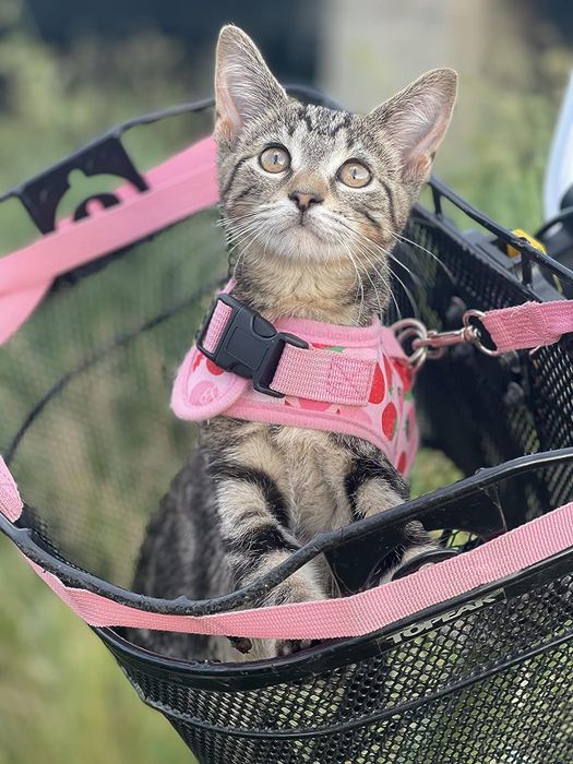 The reviewer’s cat sporting a cute pink strawberry harness, looking fashionable and sweet.