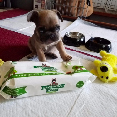 A reviewer's photo of a puppy being cleaned with the grooming wipes