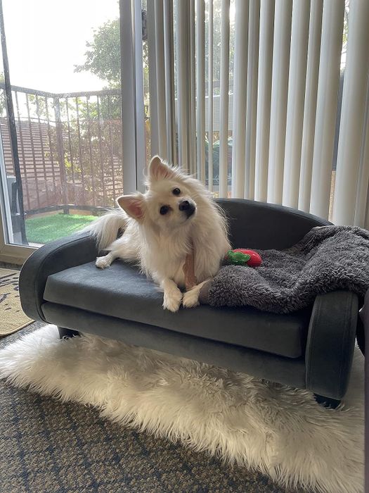 A reviewer's dog relaxing on a gray sofa bed