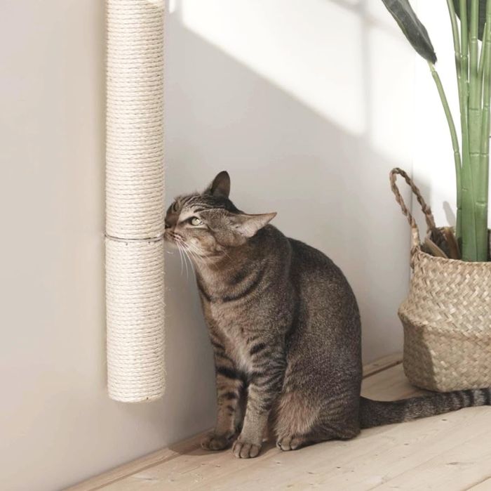 A cat rubs its face against a wall-mounted scratching post next to a woven basket and a plant, completing the cozy corner.